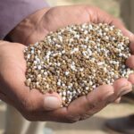 Cow Dung Powder — export quality, packed in HDPE bags, India